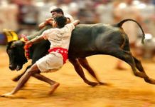 E PalaniSwami, O. Pannerselvam, Jalikattu, Accident during Jalikattu