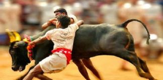 E PalaniSwami, O. Pannerselvam, Jalikattu, Accident during Jalikattu