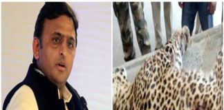 Akhilesh Yadav, Yogi Government, Leopard Death, UP Police, Congress, Encounter