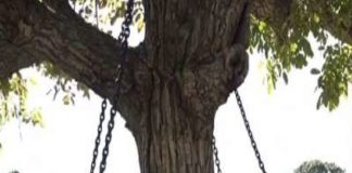 Pakistan, Tree Arrest, Ajab-Gajab