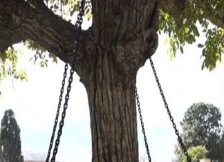Pakistan, Tree Arrest, Ajab-Gajab