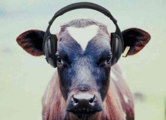 Cow, Music, Gaushala, Ajab-gajab