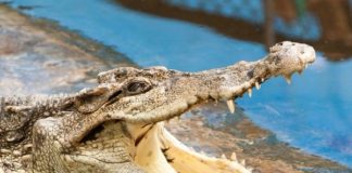Crocodile, Indonesia, Ajab-Gajab