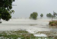 Hailstorm, Crop, Farmer, Bihar,Vaishali, Samastipur