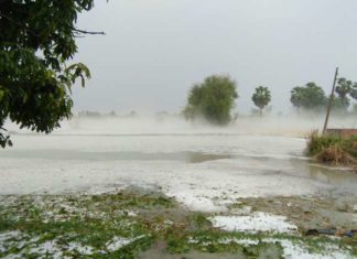 Hailstorm, Crop, Farmer, Bihar,Vaishali, Samastipur