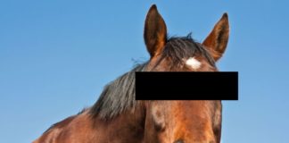 PEOPLE HAVING SEX WITH HORSES,SWITZERLAND,MALTREATMENT OF HORSES,SEX WITH HORSES,JARA HAT KE,JUST SPECIA