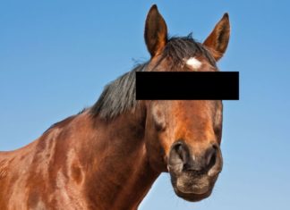 PEOPLE HAVING SEX WITH HORSES,SWITZERLAND,MALTREATMENT OF HORSES,SEX WITH HORSES,JARA HAT KE,JUST SPECIA