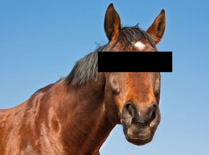 PEOPLE HAVING SEX WITH HORSES,SWITZERLAND,MALTREATMENT OF HORSES,SEX WITH HORSES,JARA HAT KE,JUST SPECIA