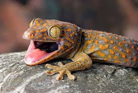  LIZARD EGG MAKE YOU MILLIONAIRE,GECKO LIZARD EGG VALUE,GECKO LIZARD EGG,GECKO LIZARD,FACTS ABOUT GECKO LIZARD,TOKAY GECKO FOR MEDICINES,INDIAN GECKOS ARE IN HIGH DEMAND,LIZARDS FOR MEDICINAL,JARA HAT KE