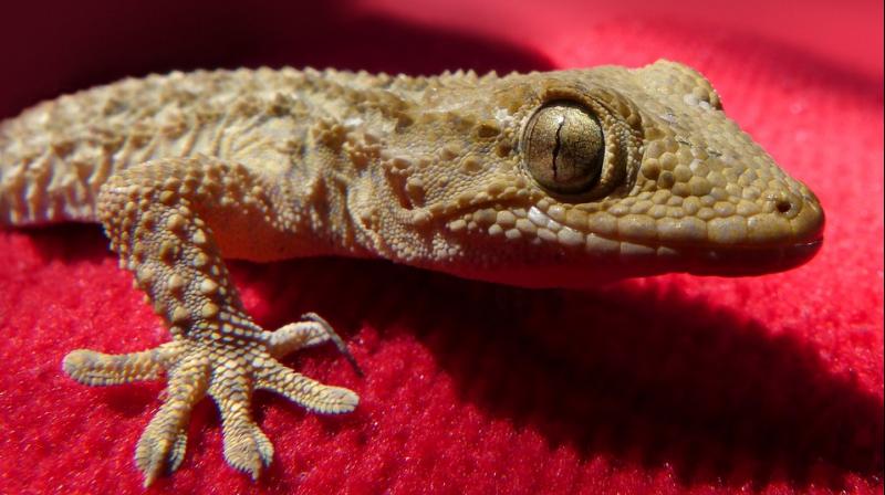  LIZARD EGG MAKE YOU MILLIONAIRE,GECKO LIZARD EGG VALUE,GECKO LIZARD EGG,GECKO LIZARD,FACTS ABOUT GECKO LIZARD,TOKAY GECKO FOR MEDICINES,INDIAN GECKOS ARE IN HIGH DEMAND,LIZARDS FOR MEDICINAL,JARA HAT KE