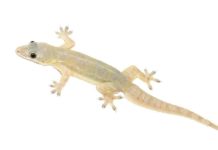 LIZARD EGG MAKE YOU MILLIONAIRE,GECKO LIZARD EGG VALUE,GECKO LIZARD EGG,GECKO LIZARD,FACTS ABOUT GECKO LIZARD,TOKAY GECKO FOR MEDICINES,INDIAN GECKOS ARE IN HIGH DEMAND,LIZARDS FOR MEDICINAL,JARA HAT KE