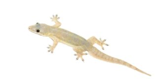 LIZARD EGG MAKE YOU MILLIONAIRE,GECKO LIZARD EGG VALUE,GECKO LIZARD EGG,GECKO LIZARD,FACTS ABOUT GECKO LIZARD,TOKAY GECKO FOR MEDICINES,INDIAN GECKOS ARE IN HIGH DEMAND,LIZARDS FOR MEDICINAL,JARA HAT KE