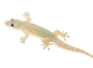 LIZARD EGG MAKE YOU MILLIONAIRE,GECKO LIZARD EGG VALUE,GECKO LIZARD EGG,GECKO LIZARD,FACTS ABOUT GECKO LIZARD,TOKAY GECKO FOR MEDICINES,INDIAN GECKOS ARE IN HIGH DEMAND,LIZARDS FOR MEDICINAL,JARA HAT KE