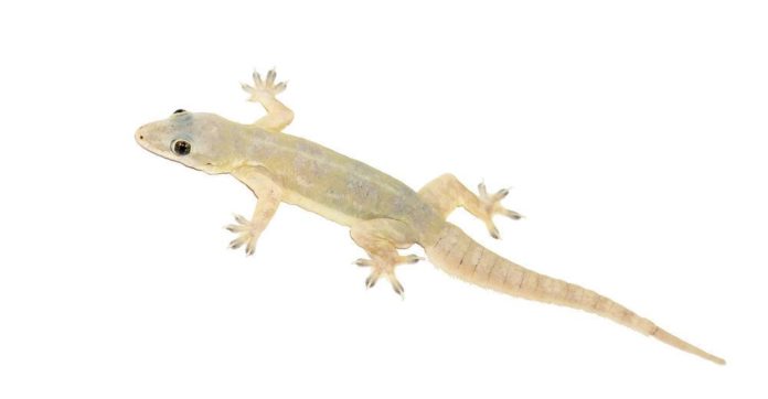 LIZARD EGG MAKE YOU MILLIONAIRE,GECKO LIZARD EGG VALUE,GECKO LIZARD EGG,GECKO LIZARD,FACTS ABOUT GECKO LIZARD,TOKAY GECKO FOR MEDICINES,INDIAN GECKOS ARE IN HIGH DEMAND,LIZARDS FOR MEDICINAL,JARA HAT KE