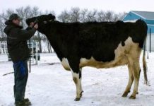 WORLD MOST EXPENSIVE COW,COW,ANIMAL,WEIRD ANIMAL,WIDE LIFE,WEIRD WORLD,WEIRD NEWS,OMG