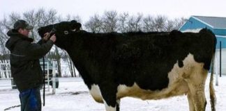 WORLD MOST EXPENSIVE COW,COW,ANIMAL,WEIRD ANIMAL,WIDE LIFE,WEIRD WORLD,WEIRD NEWS,OMG