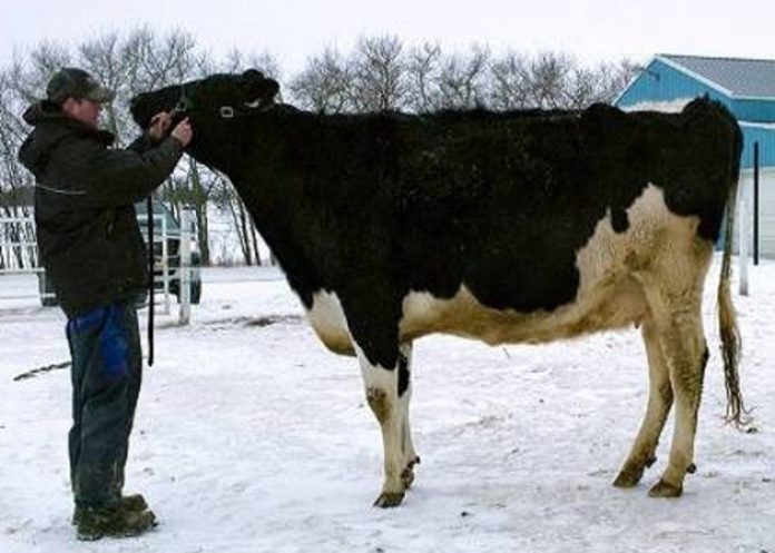 WORLD MOST EXPENSIVE COW,COW,ANIMAL,WEIRD ANIMAL,WIDE LIFE,WEIRD WORLD,WEIRD NEWS,OMG