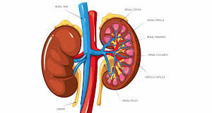 kidney