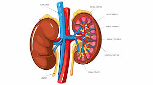 kidney