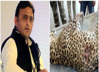 Akhilesh Yadav, Yogi Government, Leopard Death, UP Police, Congress, Encounter