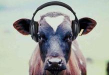 Cow, Music, Gaushala, Ajab-gajab