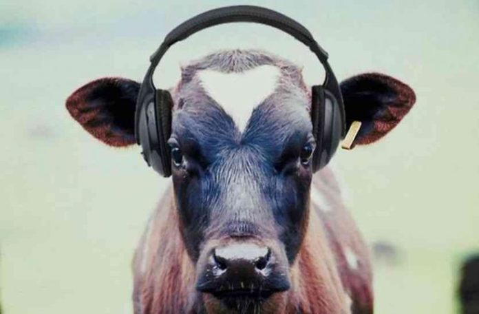 Cow, Music, Gaushala, Ajab-gajab