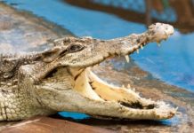 Crocodile, Indonesia, Ajab-Gajab