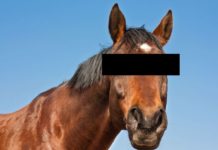 PEOPLE HAVING SEX WITH HORSES,SWITZERLAND,MALTREATMENT OF HORSES,SEX WITH HORSES,JARA HAT KE,JUST SPECIA